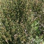 Ephedra foeminea Leaf