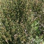 Ephedra foeminea Fuelha