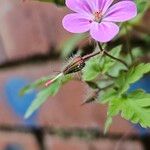 Geranium purpureum Muu