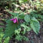 Rubus spectabilis Leht