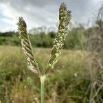 Eleusine tristachya Flower