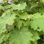 Abutilon vitifolium Blad