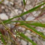 Ptychotis saxifraga Leaf