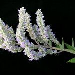 Isodon ternifolius Hábito