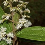 Miconia ibaguensis List