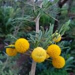 Acacia nilotica Квітка