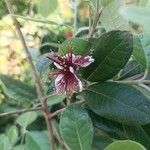 Feijoa sellowiana Floare