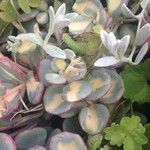 Sedum sieboldii Hábito