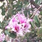Bauhinia purpurea Fiore
