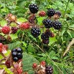 Rubus gratusFruit