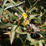 Berberis trifoliolata Flor