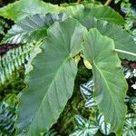 Begonia angularis पत्ता