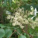 Aralia spinosa Blüte