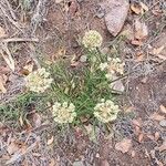 Asclepias asperula Flower