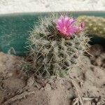 Mammillaria wrightii Hoja