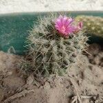 Mammillaria wrightii List