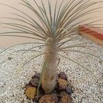 Pachypodium geayi Φύλλο