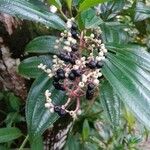 Miconia ciliata 果