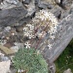 Saxifraga cochlearis Floare