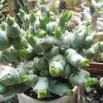 Euphorbia clivicola