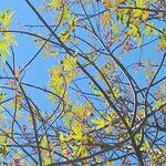 Brachychiton bidwillii Lapas