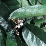 Securidaca paniculata Flor