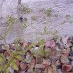 Valerianella eriocarpa Fula