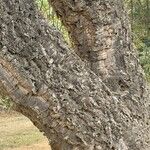 Quercus suber Bark