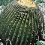 Echinocactus platyacanthus Celota