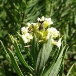 Daphne gnidium Квітка