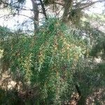 Juniperus oxycedrus 花