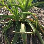 Kniphofia northiae Leaf