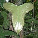 Anthurium subsignatum 葉