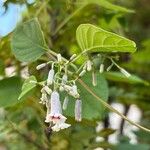 Paederia foetida Levél