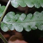 Triplophyllum fraternum Leaf