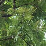 Pentaclethra macrophylla List