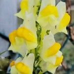 Linaria vulgarisफूल