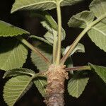 Amphipterygium simplicifolium Habit