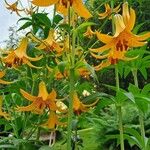 Lilium canadense Virág