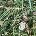 Allium paniculatum Habitus