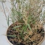 Eragrostis unioloides Συνήθη χαρακτηριστικά