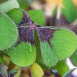 Oxalis tetraphylla Folio