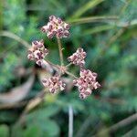 Seseli montanum Flower