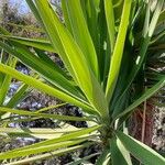 Yucca aloifolia Листок