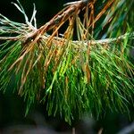 Pinus virginiana Leaf