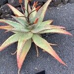 Aloe ferox Folha