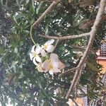 Plumeria obtusa Blüte