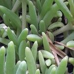 Delosperma cooperi Blad