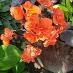 Begonia sutherlandii Fiore