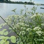 Sium latifolium Blüte